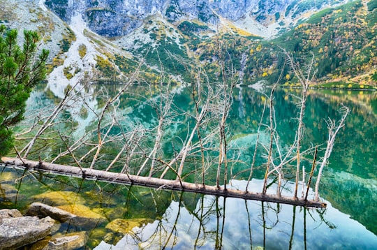 brown wooden bridge over river in Morskie Oko Poland