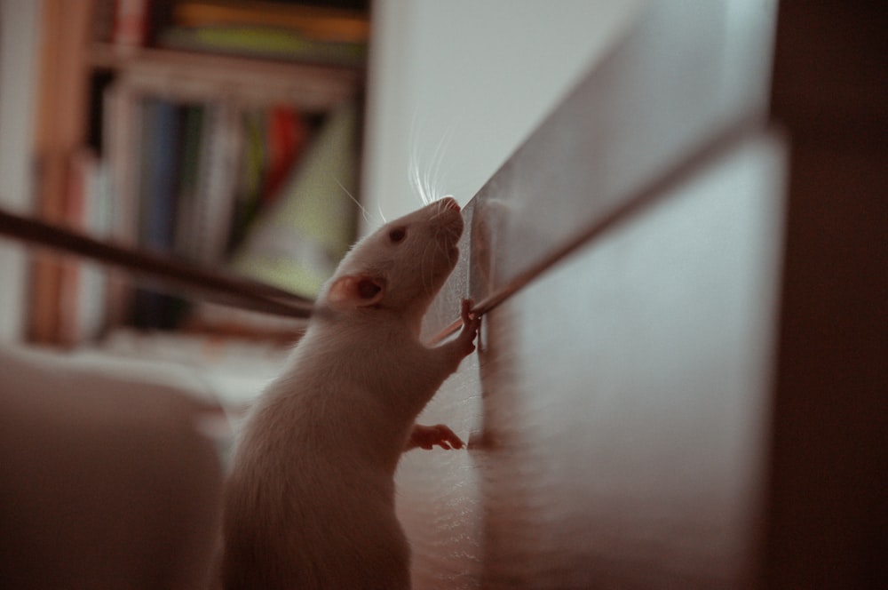 white mouse on white table