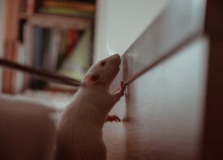 white mouse on white table