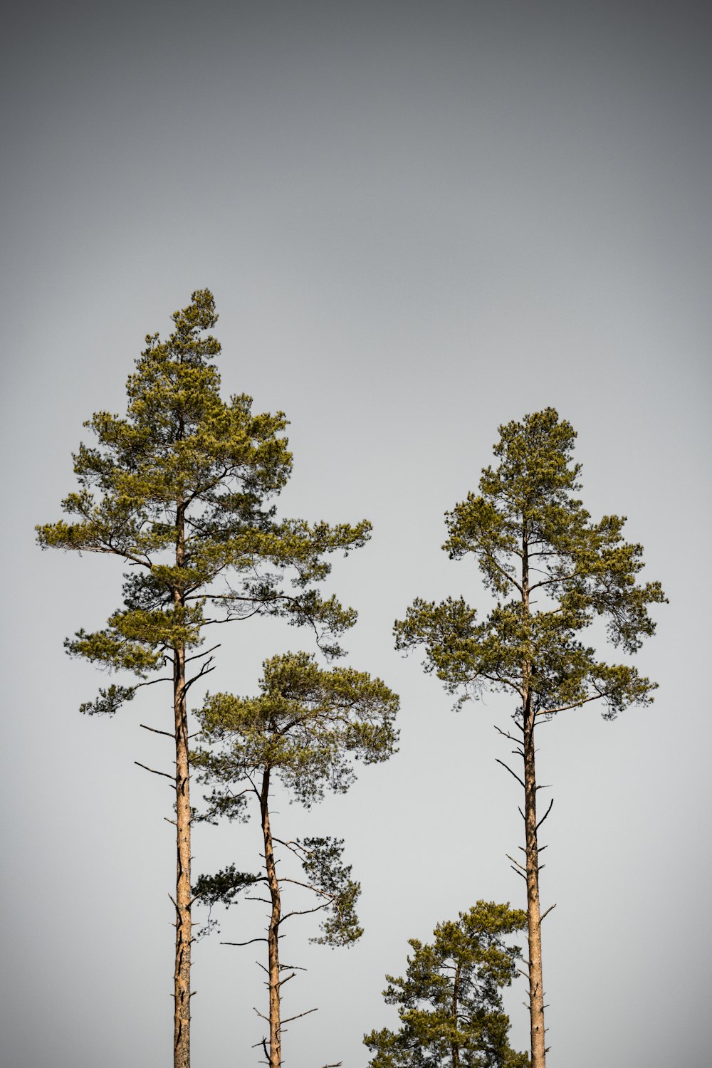 green tree under gray sky