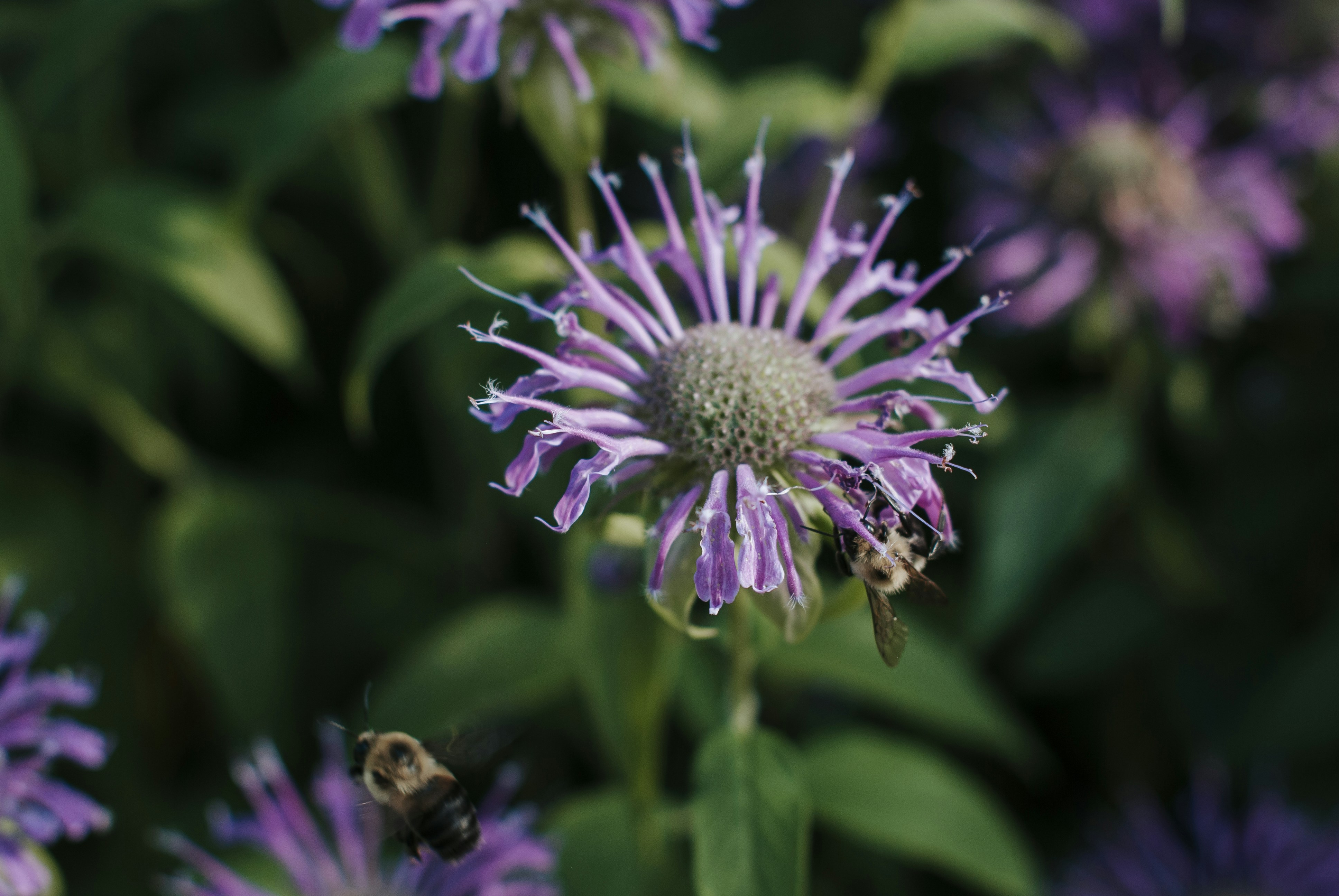 Photo by octoberroses