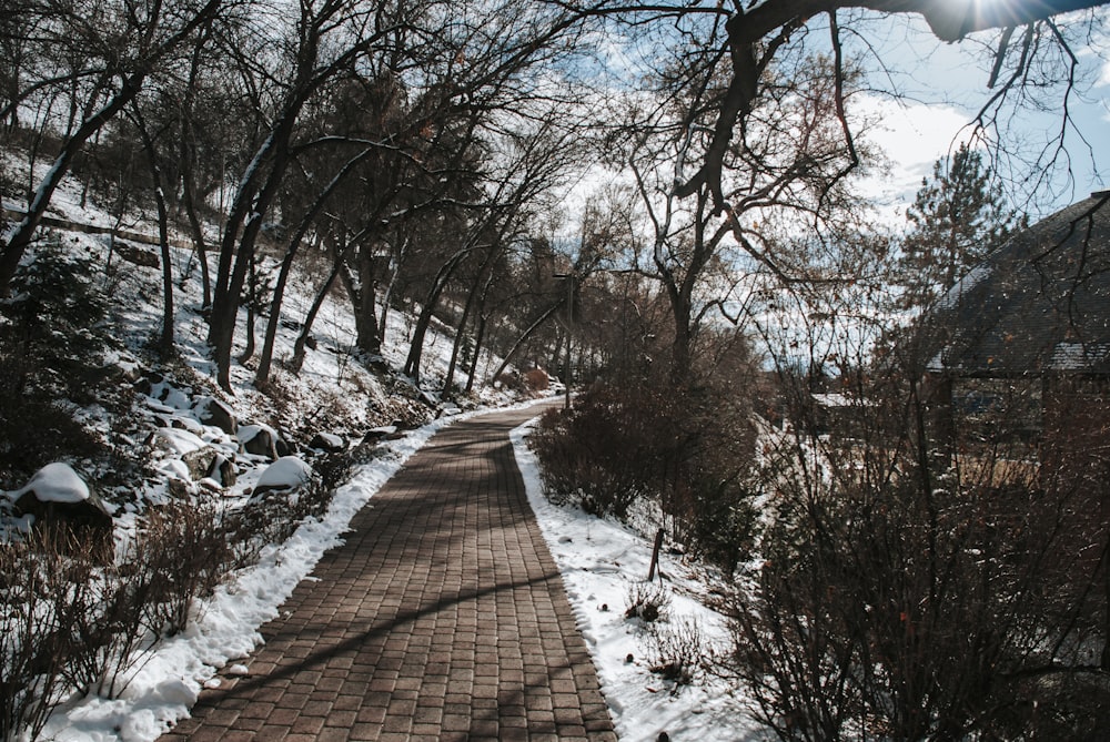 brown wooden pathway between bare trees during daytime