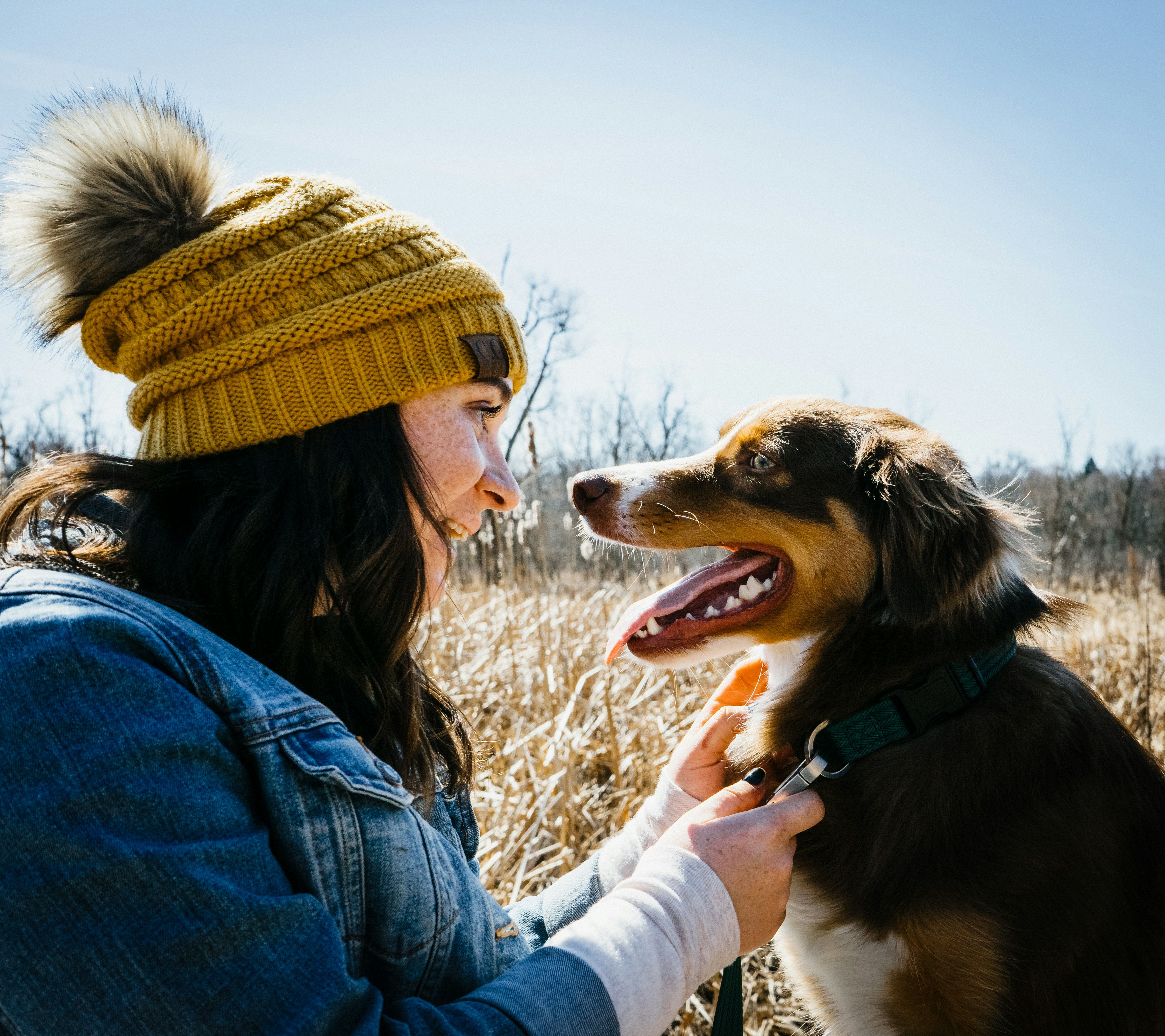 woman in blue denim jacket holding black and white short coat dog