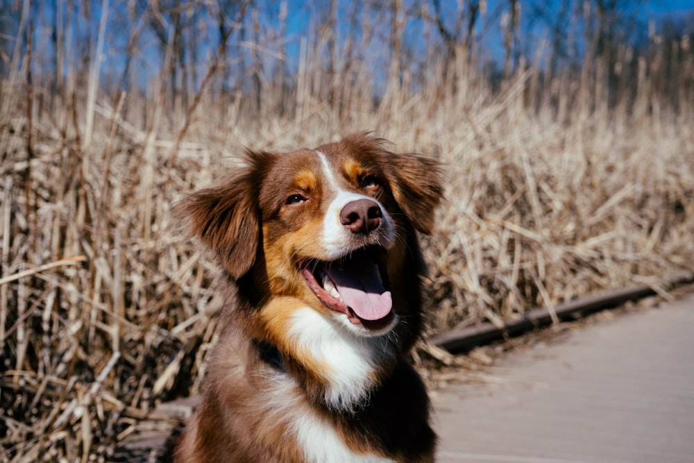 brown and black long coated dog