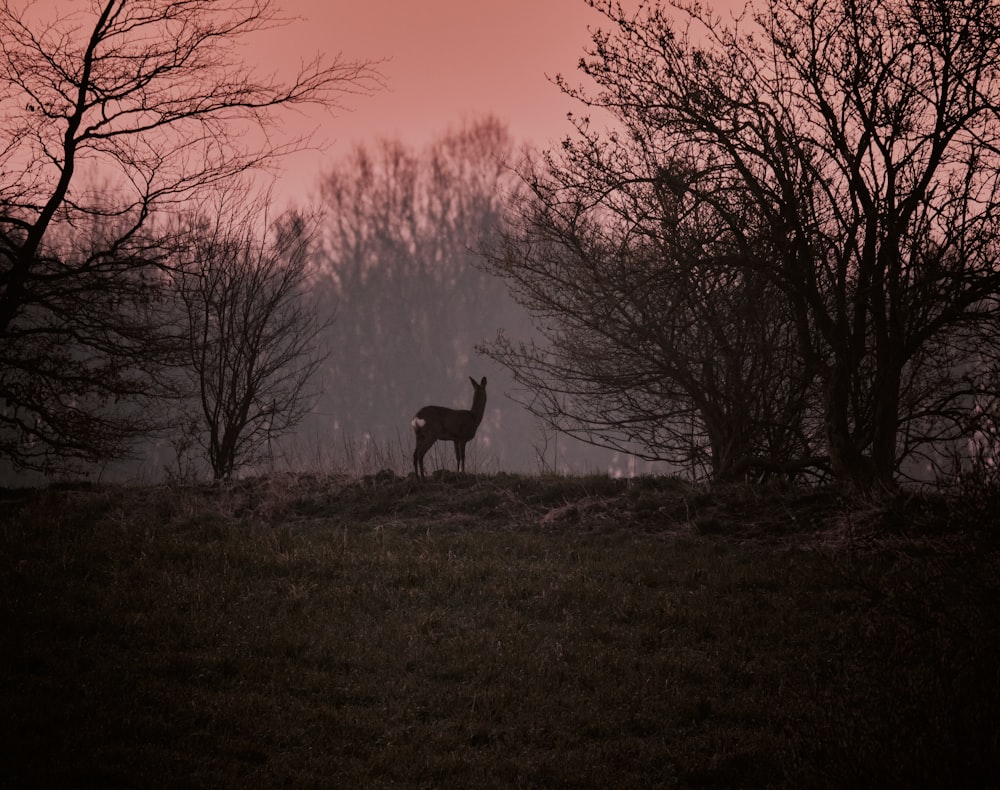 silhouette of a deer on a grass field