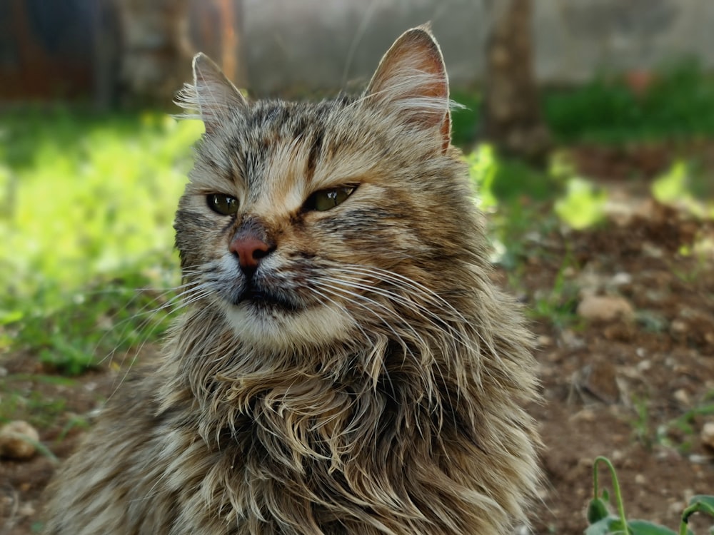 brown long fur cat on brown ground during daytime