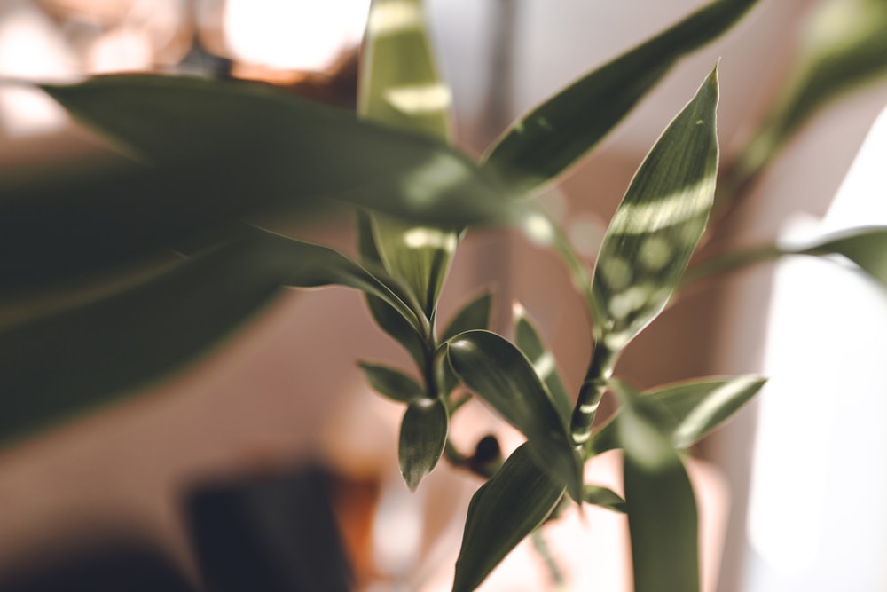 green plant in close up photography