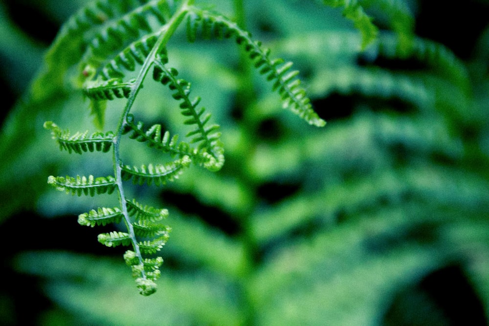 green fern plant in close up photography