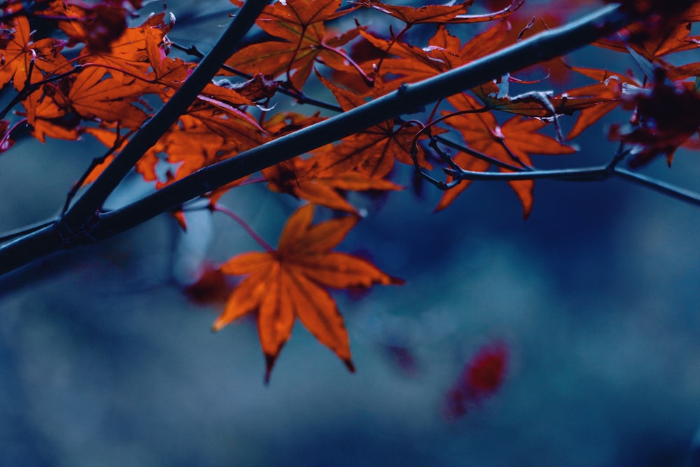 brown leaves on brown tree branch