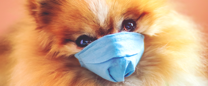 brown pomeranian puppy wearing blue goggles