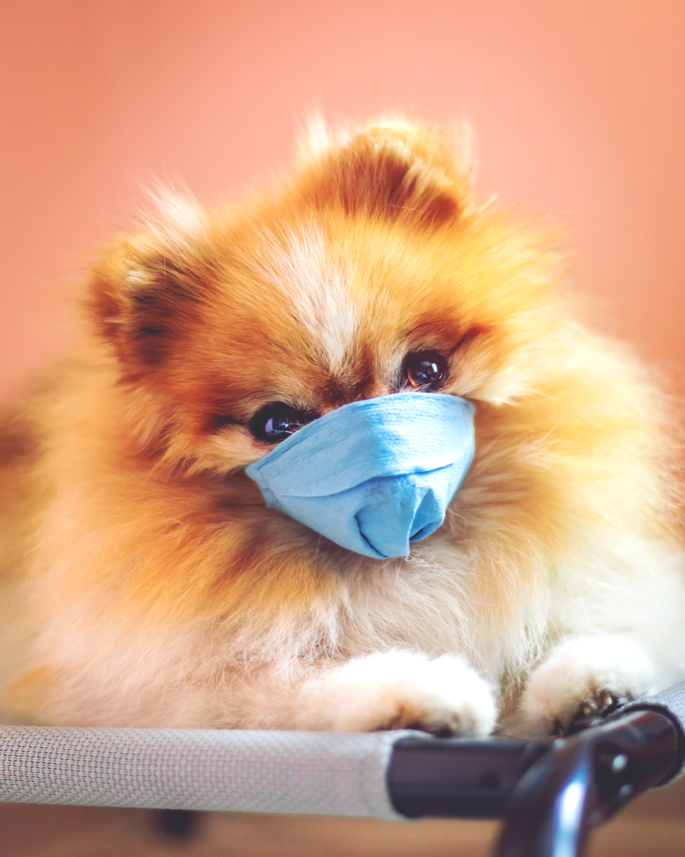 brown pomeranian puppy wearing blue goggles