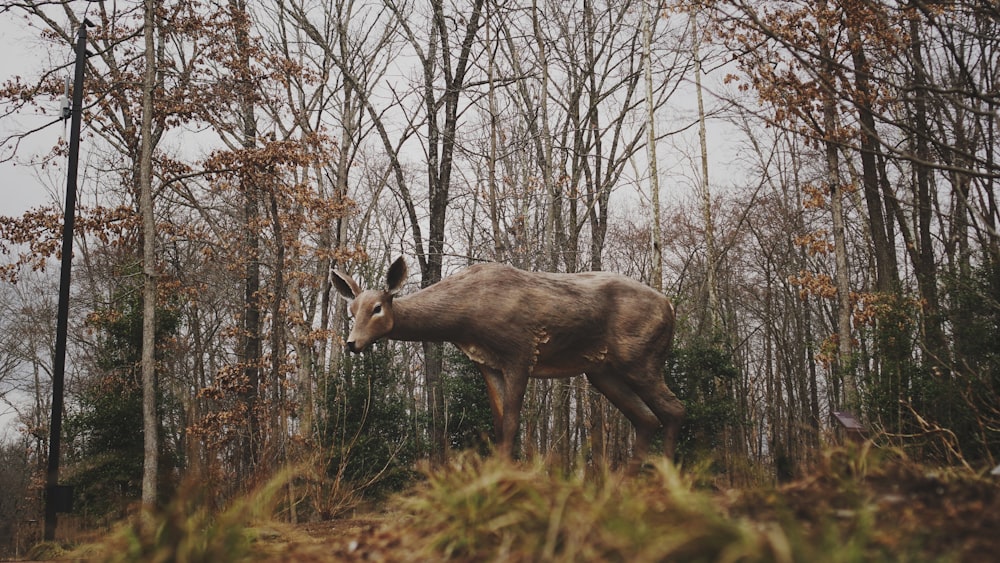 brown deer on green grass during daytime