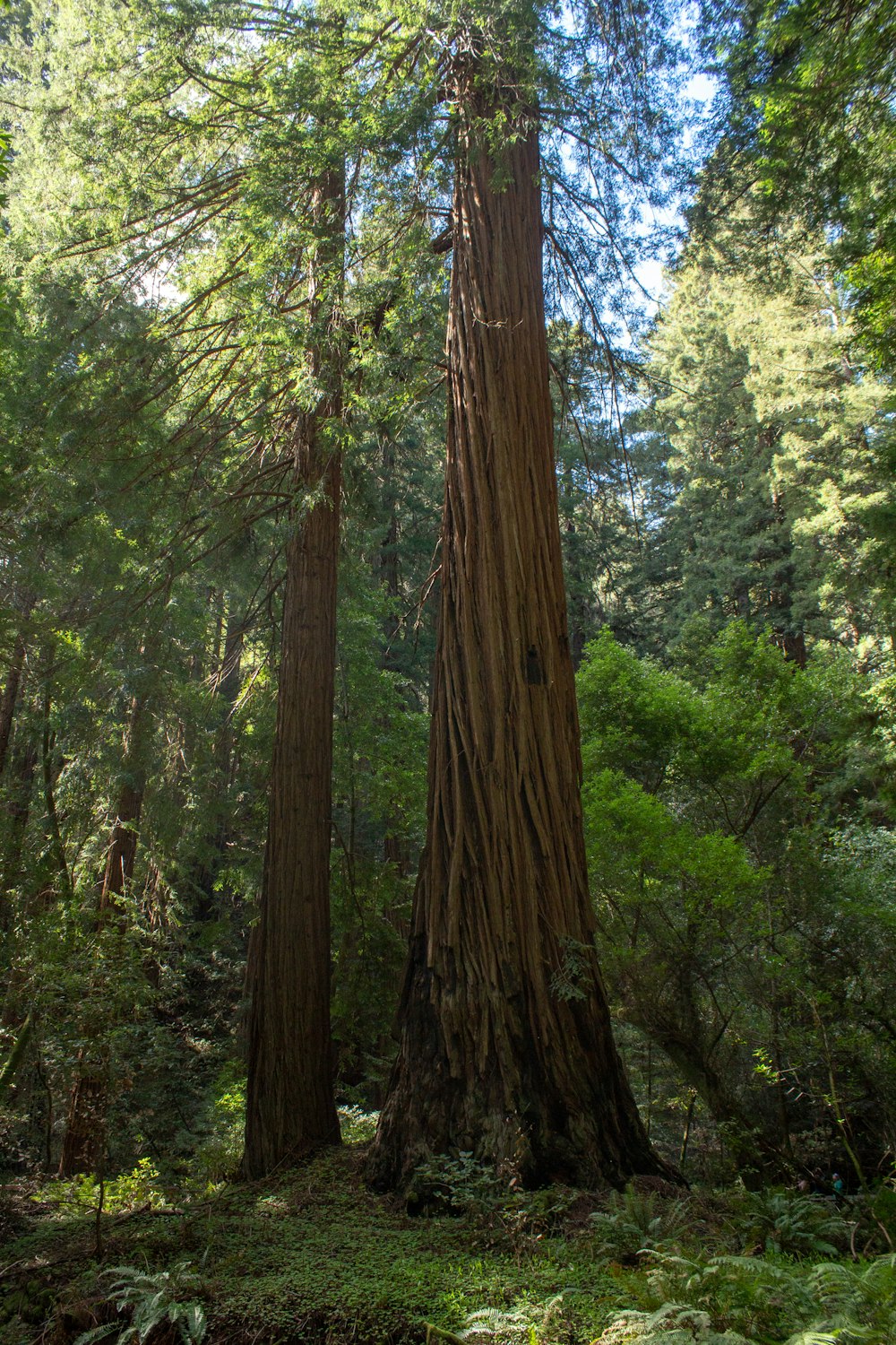 brown and green trees during daytime