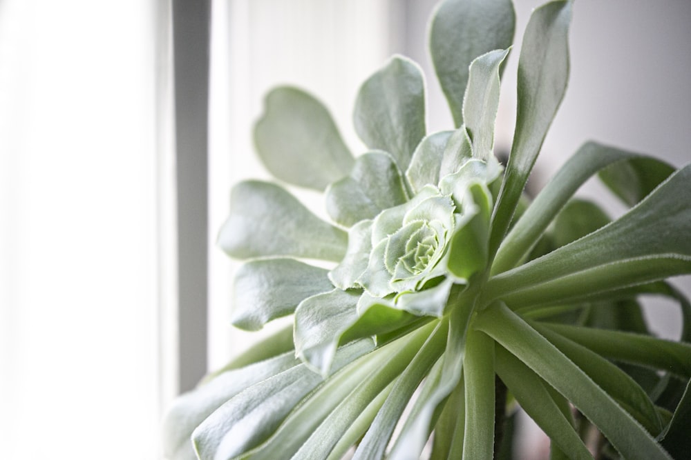 green plant in close up photography