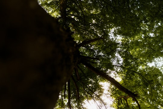 low angle photography of green leaf trees during daytime in São Paulo Brasil