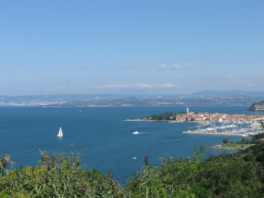 white sailboat on sea under blue sky during daytime in Izola Slovenia