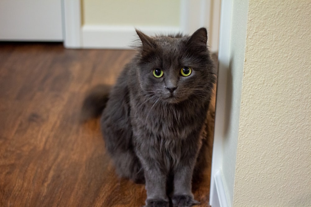 russian blue cat on brown wooden floor