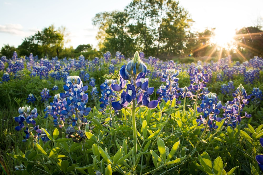 blue flowers on green grass field during daytime