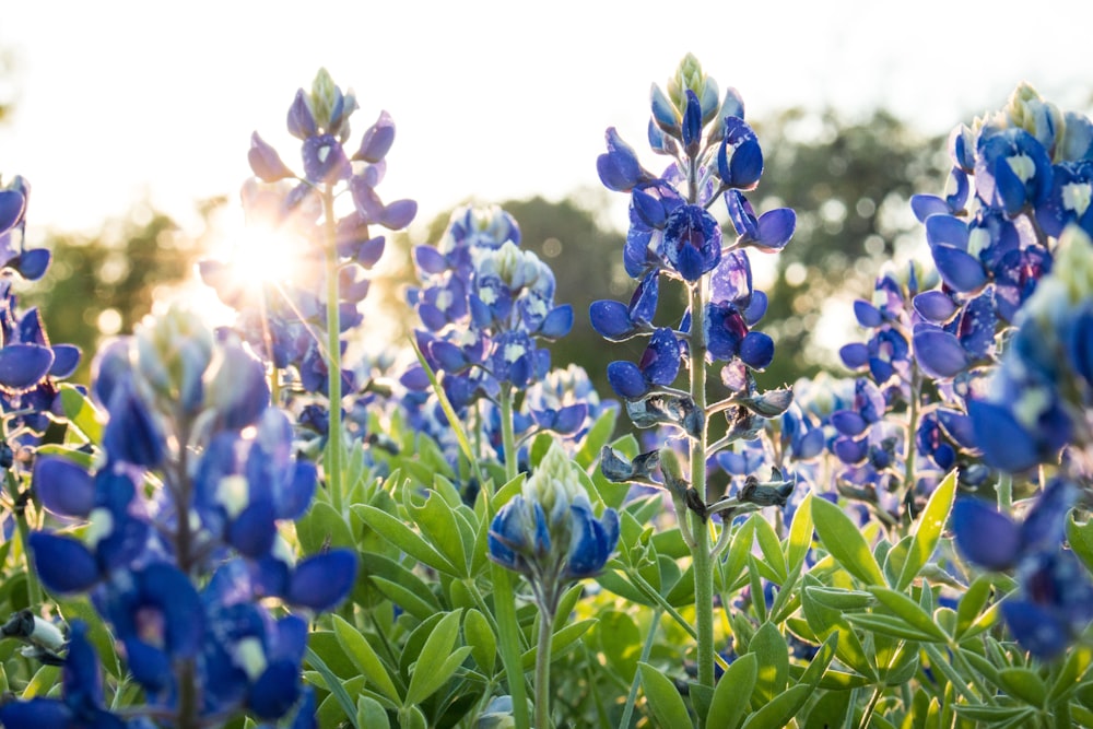 blue flowers with green leaves during daytime