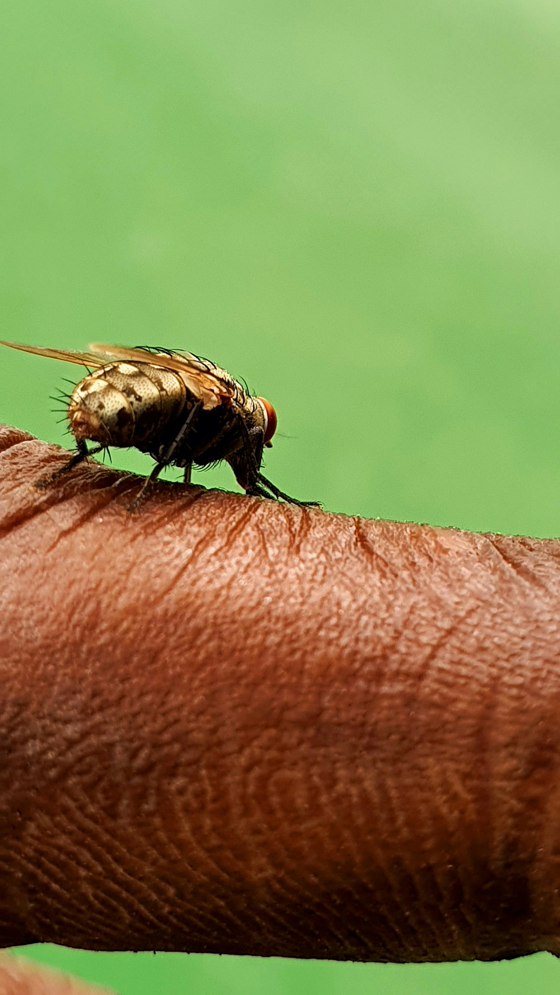 black and yellow bee on human skin