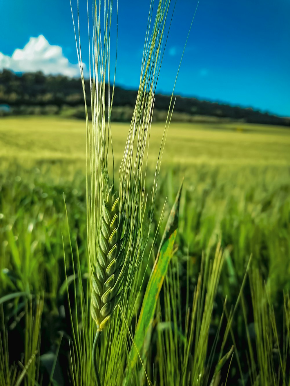 green wheat field under blue sky during daytime