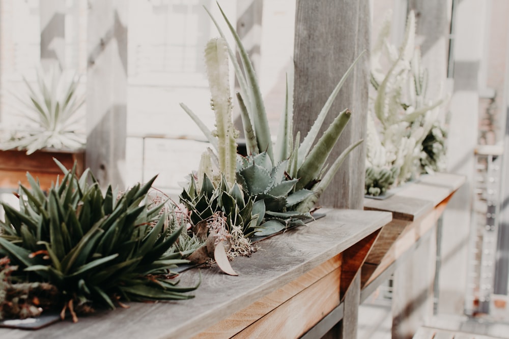 green plant on brown wooden table