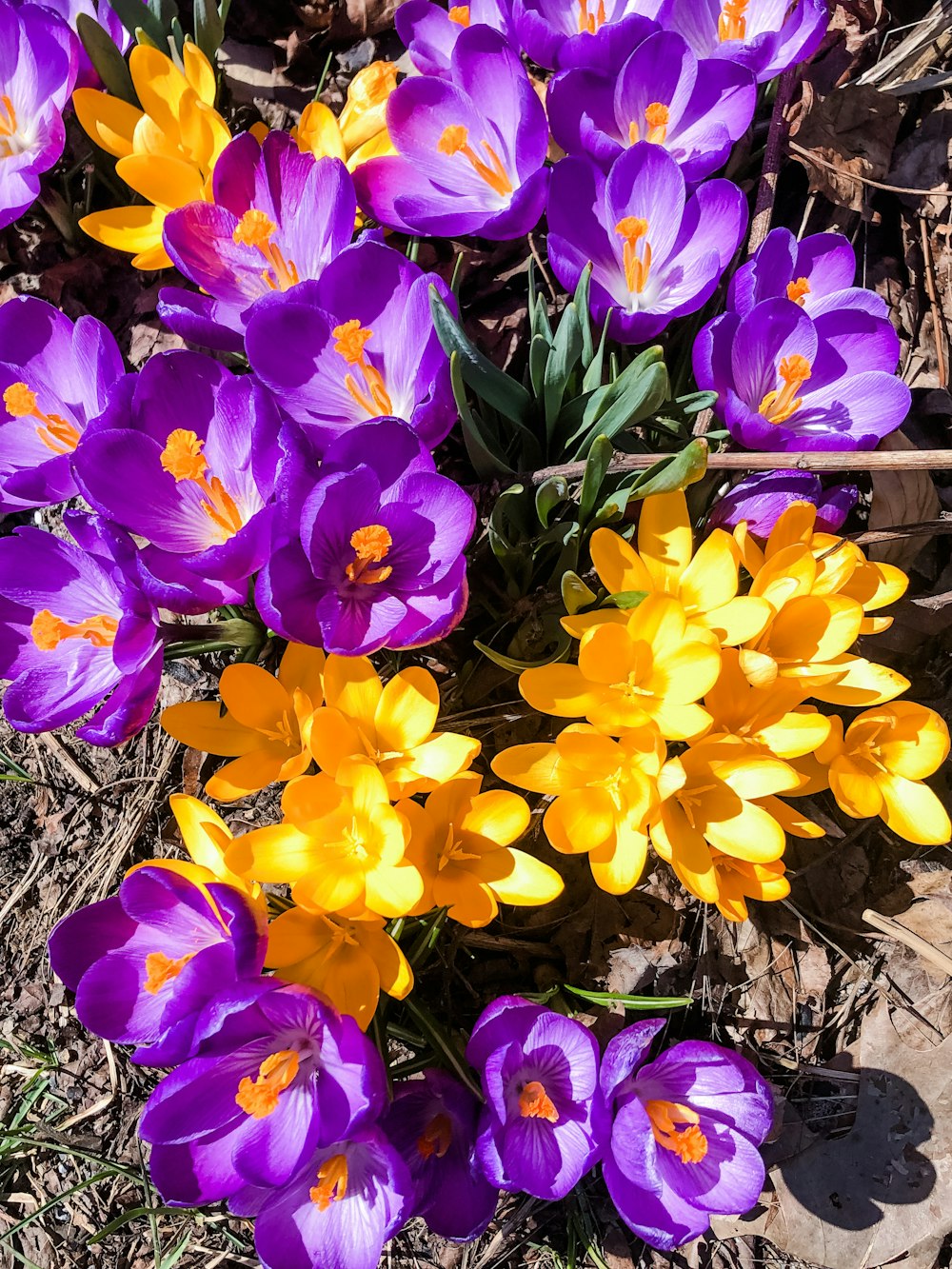 fleurs violettes et jaunes sur sol brun