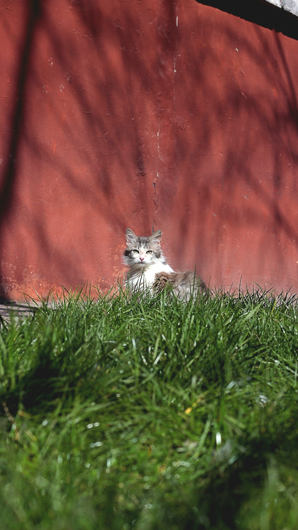 brown tabby kitten on green grass