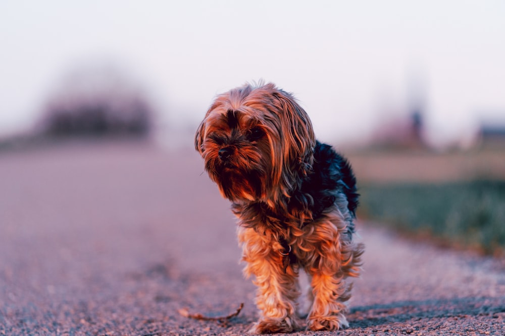 black and brown yorkshire terrier puppy on brown sand during daytime