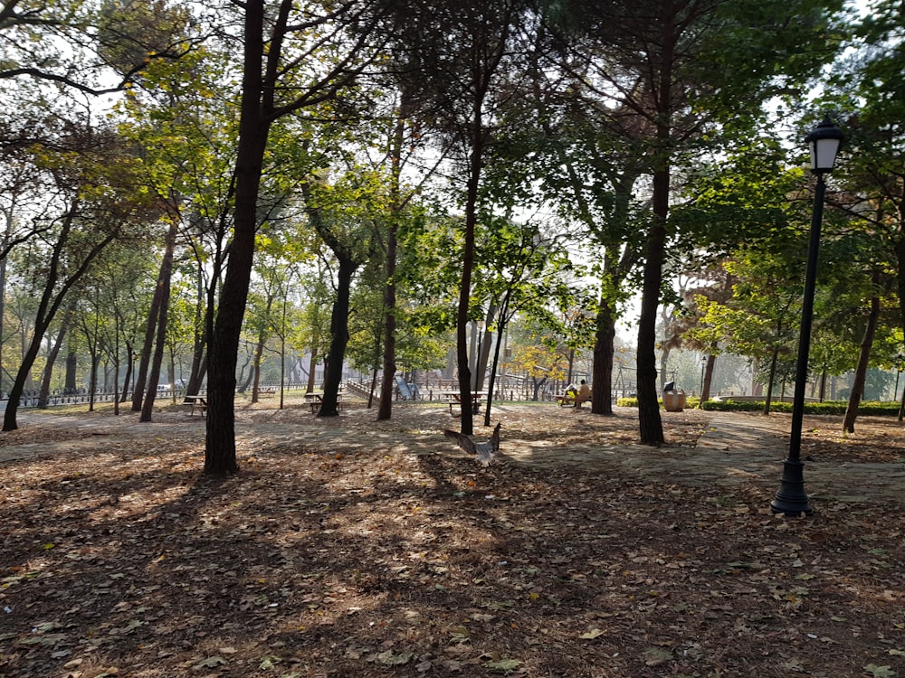 green trees on brown ground