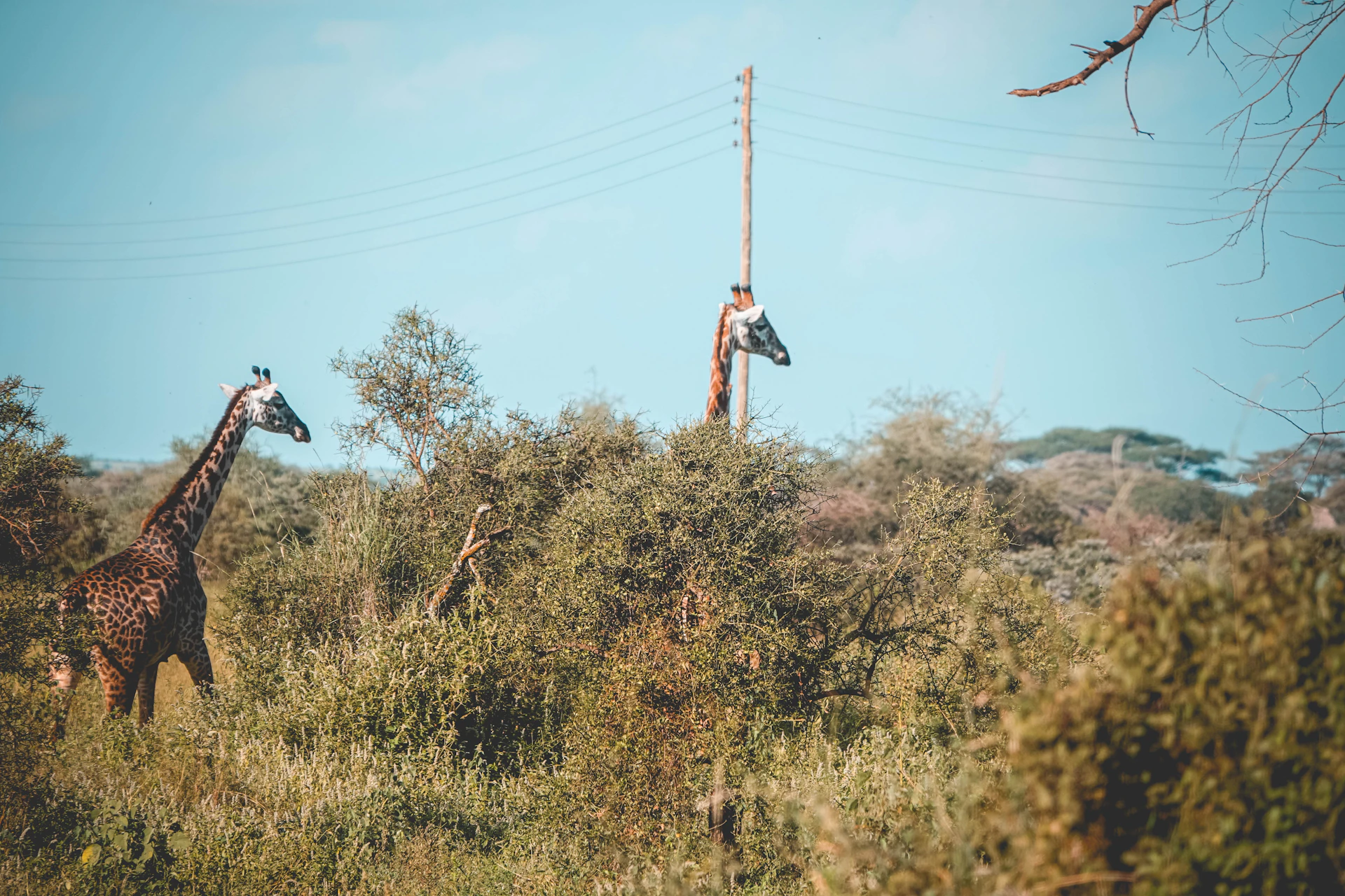 person in black shirt and white pants jumping on brown wooden electric post during daytime