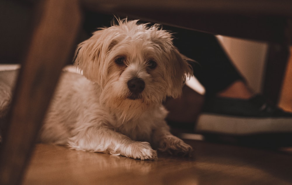 white long coat small dog sitting on floor