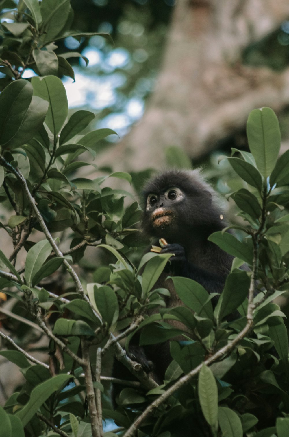 macaco preto na árvore verde durante o dia
