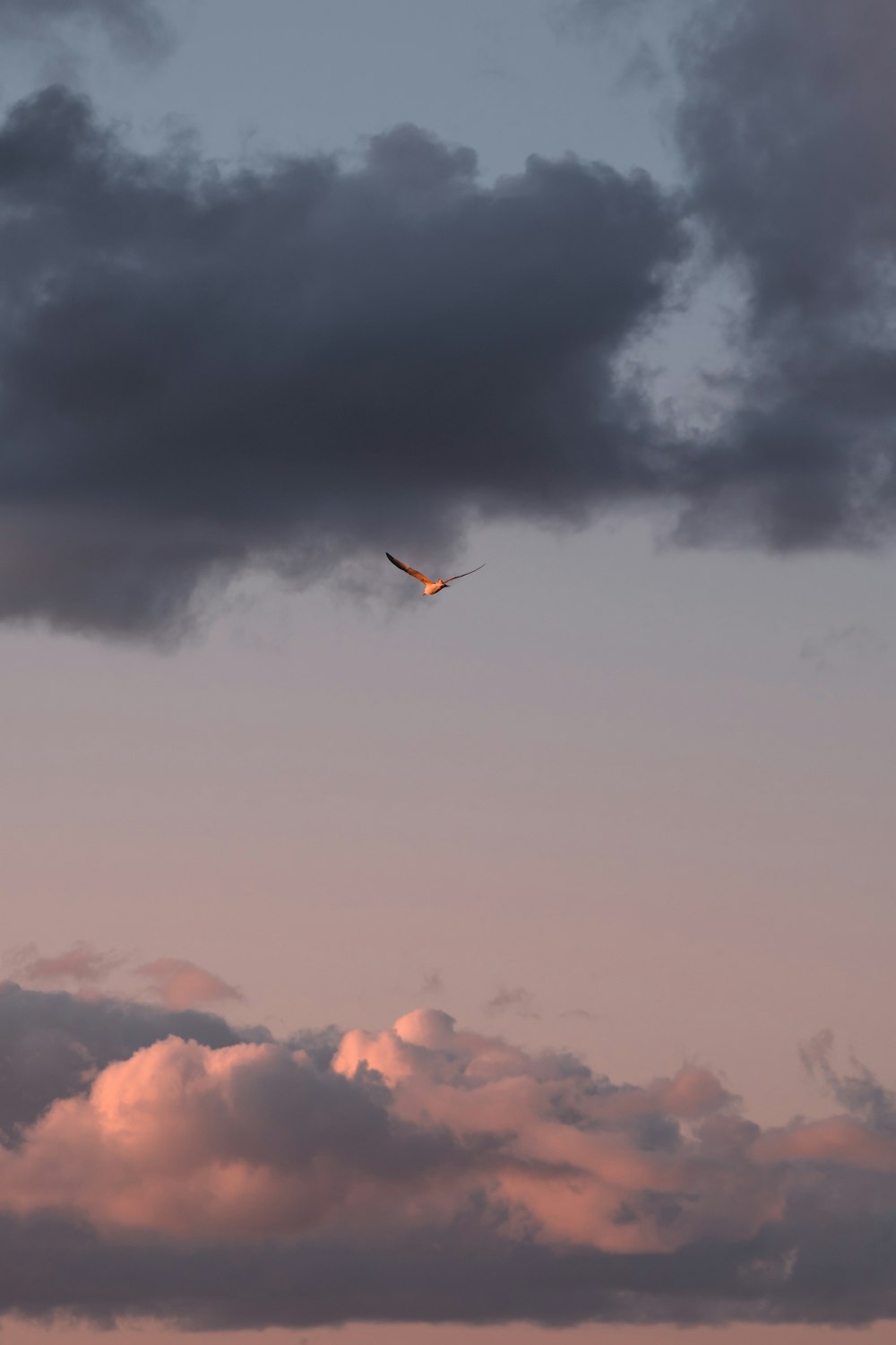 uccello che vola sotto il cielo nuvoloso durante il giorno