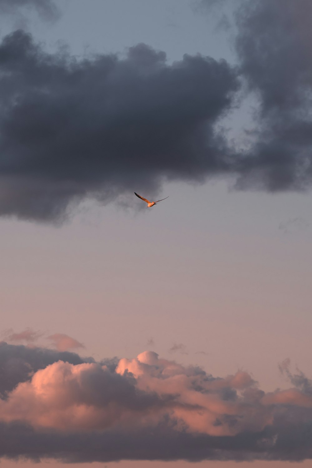 oiseau volant sous un ciel nuageux pendant la journée