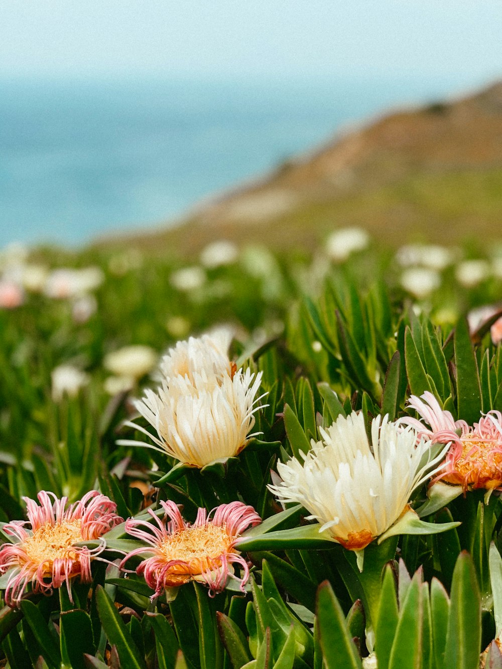 white and pink flowers on green grass field during daytime