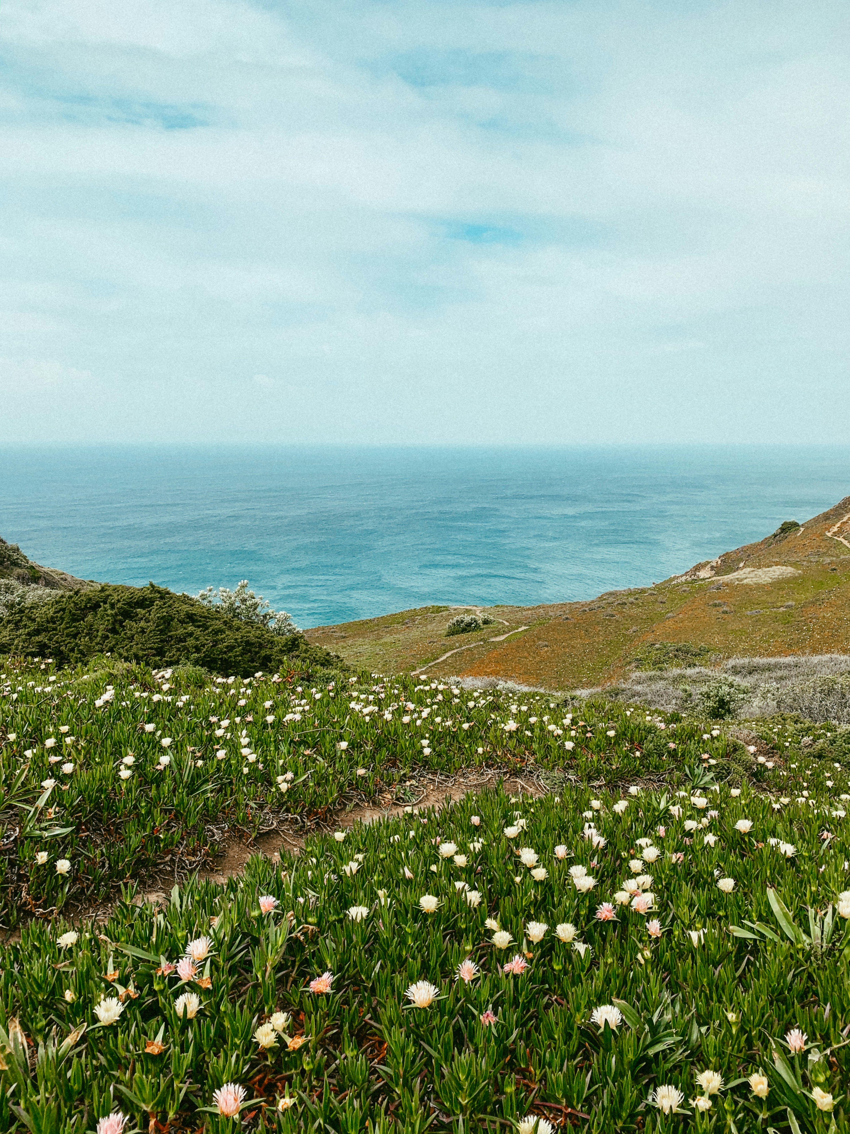white flowers on green grass field near body of water during daytime