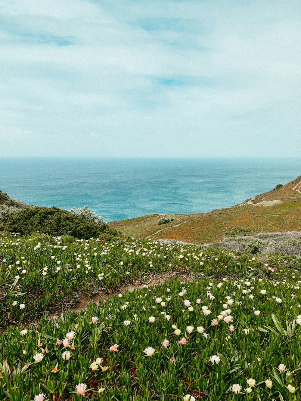 white flowers on green grass field near body of water during daytime