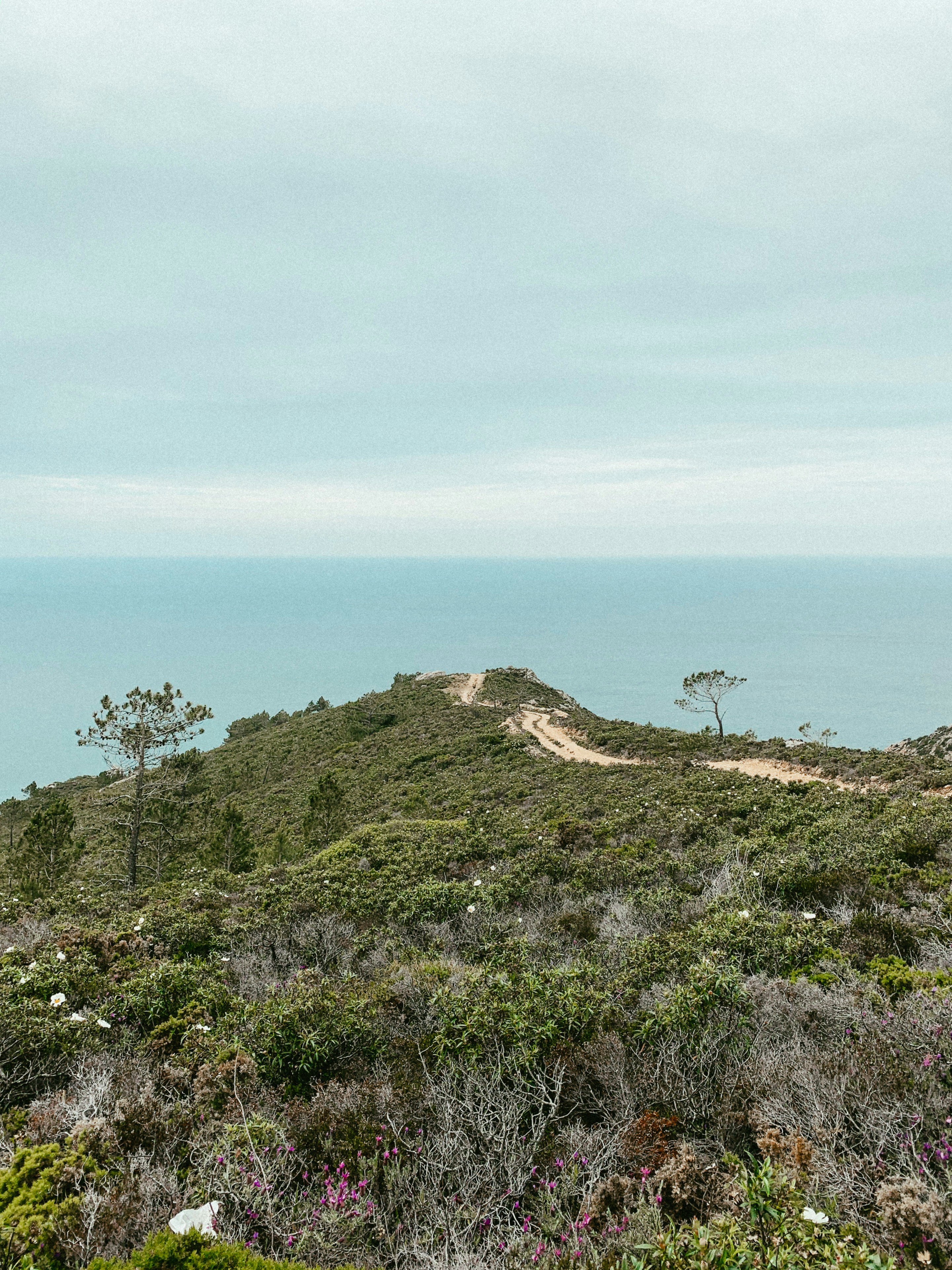 green grass covered hill by the sea under blue sky during daytime