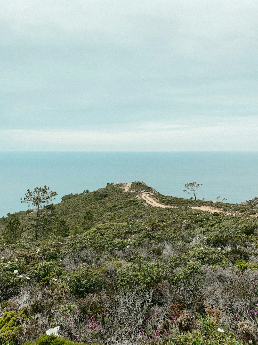 green grass covered hill by the sea under blue sky during daytime