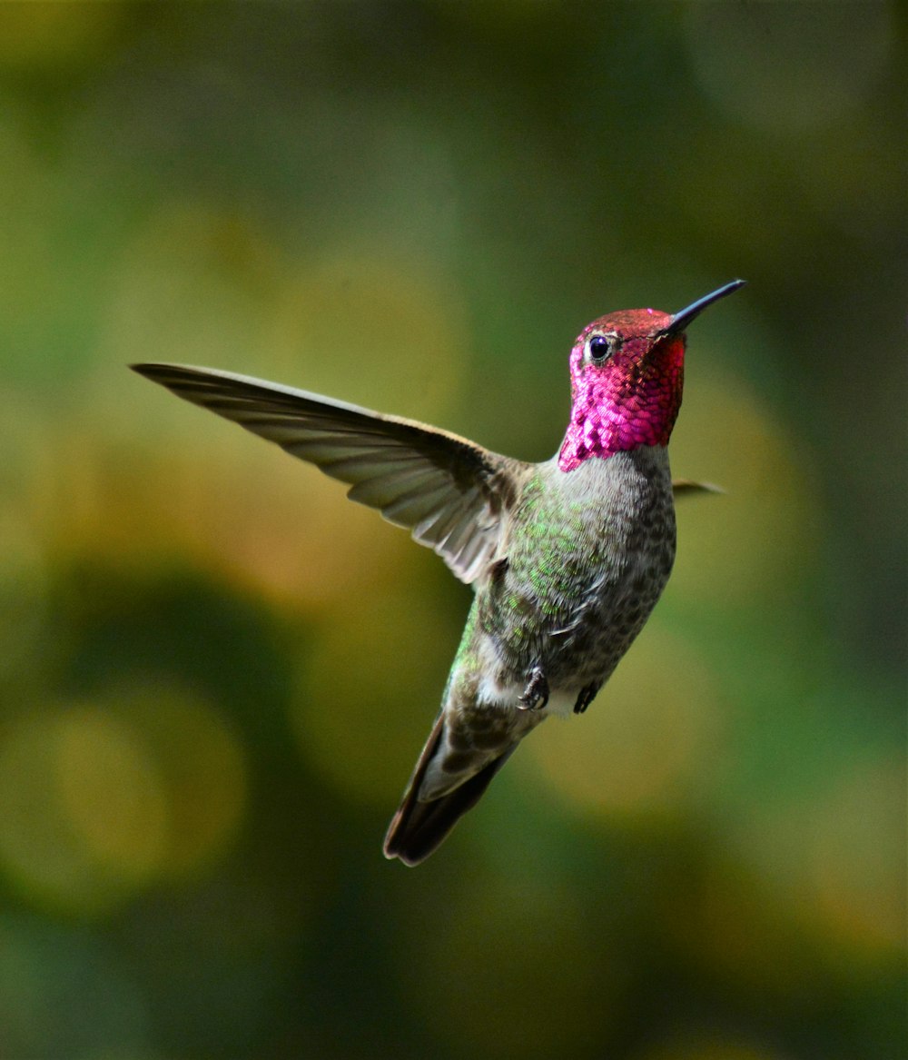 green and purple humming bird