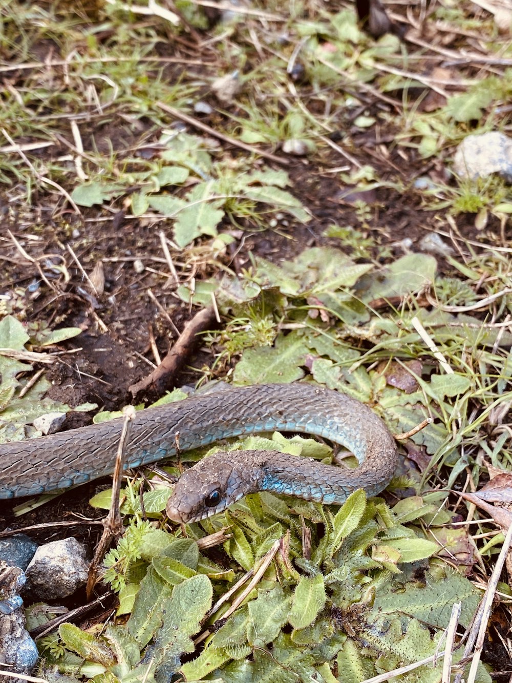 serpente nero su erba verde