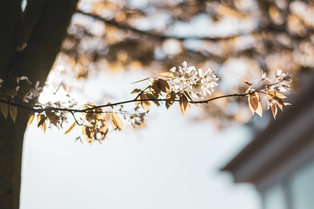 white cherry blossom in bloom during daytime