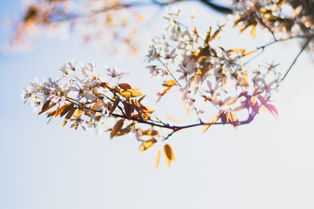 brown leaves on tree branch during daytime