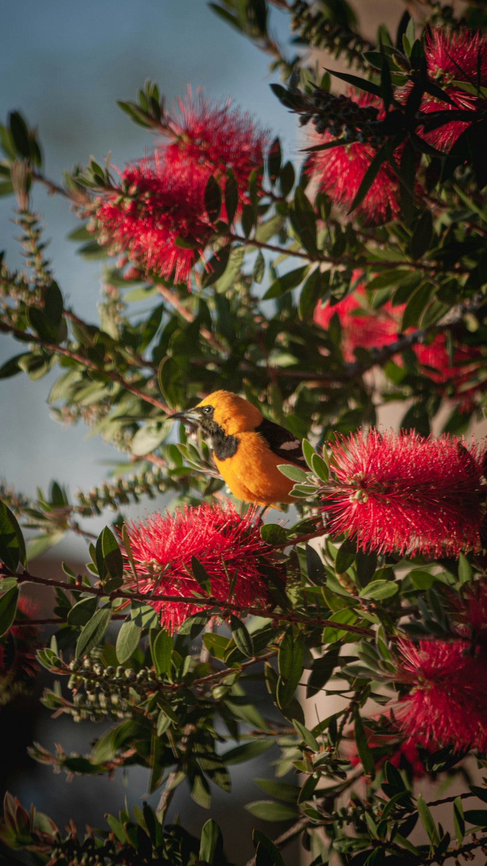 yellow and black bird on pink flower