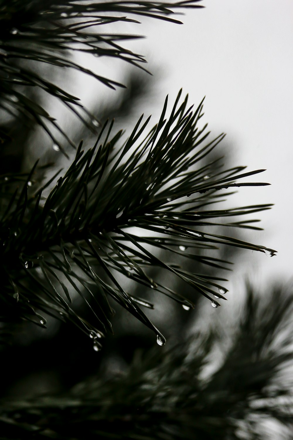 green plant in close up photography