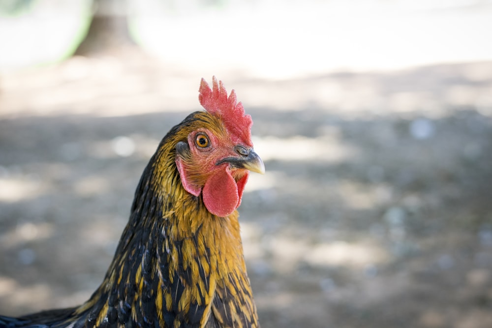 brown and black rooster in close up photography