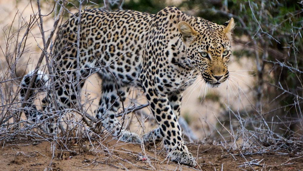 black and white leopard on brown grass during daytime