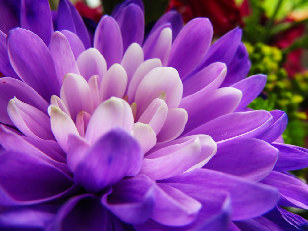 purple flower in macro shot