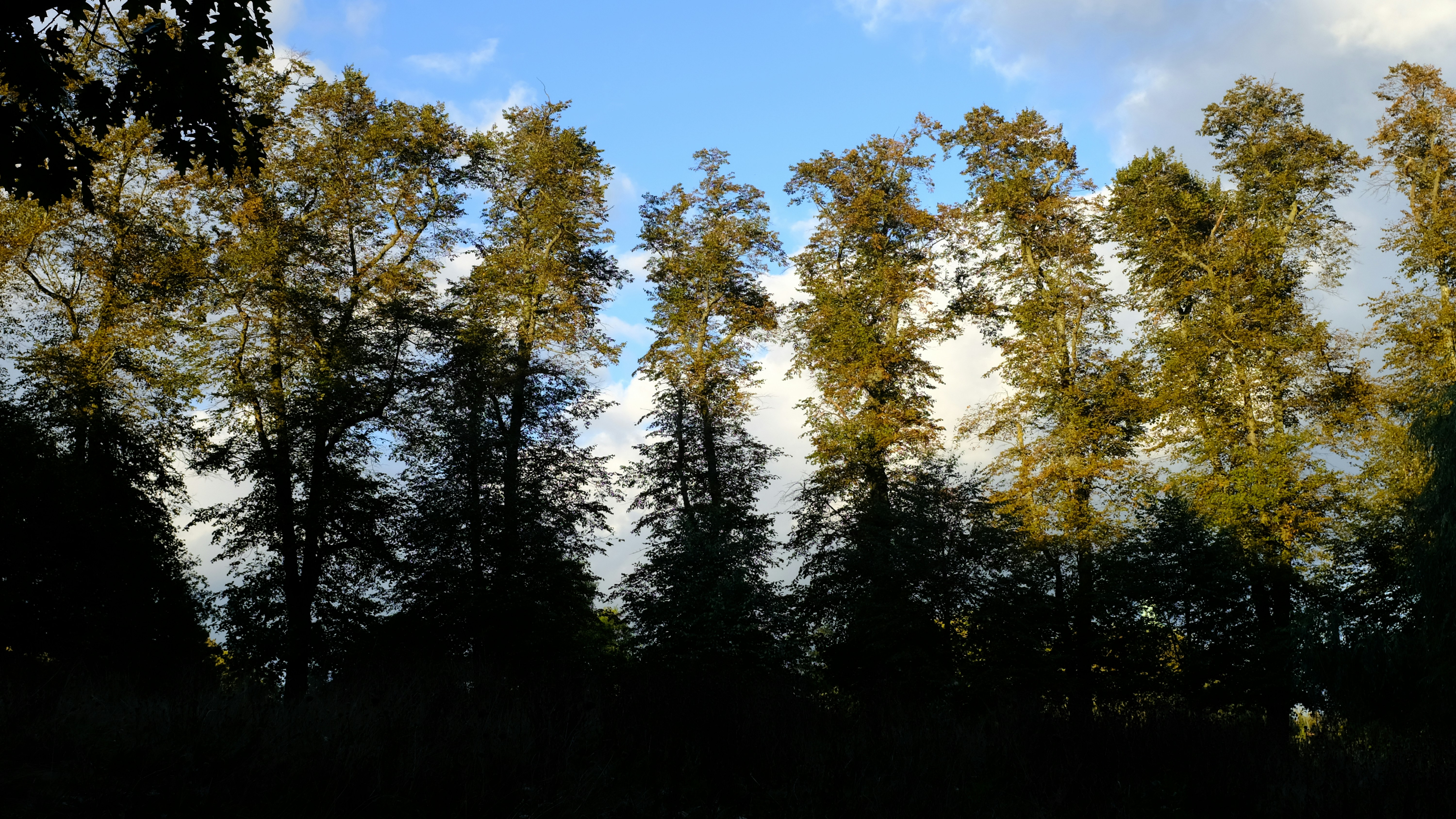 natural shade - how to make your home more energy efficient